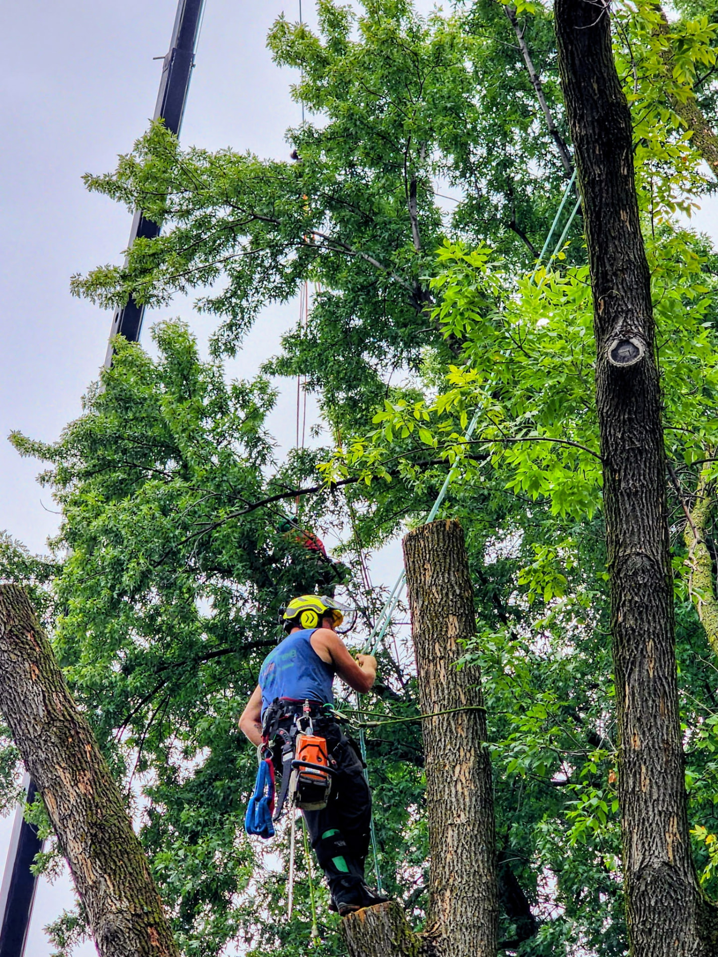 Climber rigging a large oak during a crane-assisted removal